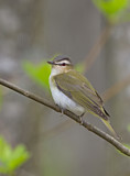 Image. Rotaugenvireo