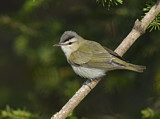 Image. Rotaugenvireo
