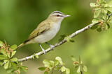 Image. Rotaugenvireo