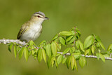 Image. Rotaugenvireo