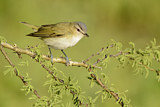 Image. Rotaugenvireo