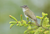 Image. Rotaugenvireo
