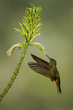 Image. Rotbauchkolibri