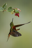 Image. Rotbauchkolibri