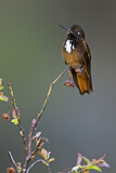 Image. Rotbrust-Andenkolibri