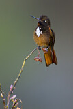 Image. Rotbrust-Andenkolibri