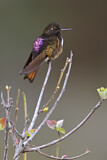 Image. Rotbrust-Andenkolibri