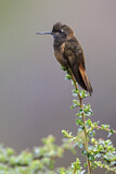 Image. Rotbrust-Andenkolibri