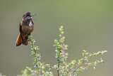 Image. Rotbrust-Andenkolibri