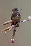 Image. Rotbrust-Andenkolibri