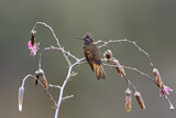Image. Rotbrust-Andenkolibri