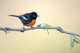 Image. Rotbrust-Waldsänger