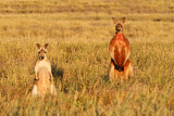 Image. Rotes Riesenkänguru