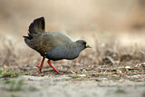 Image. Rotfuß-Pfuhlhuhn