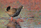 Image. Rotfuß-Pfuhlhuhn