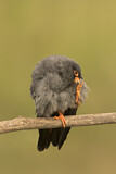 Image. Rotfußfalke