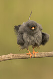 Image. Rotfußfalke