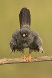 Image. Rotfußfalke