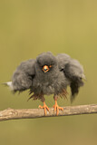 Image. Rotfußfalke