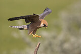 Image. Rotfußfalke