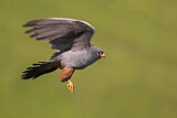 Image. Rotfußfalke