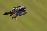 Image. Rotfußfalke