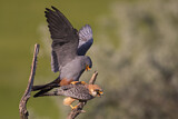 Image. Rotfußfalke