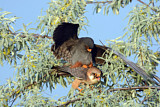 Image. Rotfußfalke