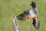 Image. Rotfußfalke