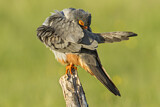 Image. Rotfußfalke