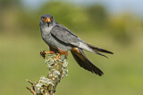 Image. Rotfußfalke