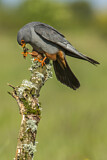 Image. Rotfußfalke