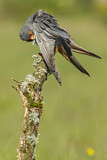 Image. Rotfußfalke