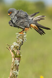 Image. Rotfußfalke