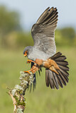 Image. Rotfußfalke