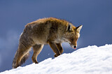 Image. Rotfuchs