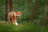 Image. Rotfuchs