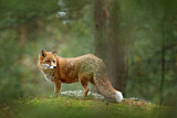 Image. Rotfuchs