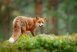 Image. Rotfuchs