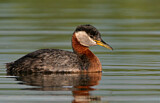 Image. Rothalstaucher