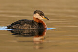 Image. Rothalstaucher