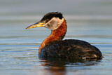 Image. Rothalstaucher