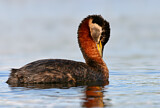 Image. Rothalstaucher