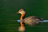 Image. Rothalstaucher