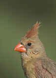 Image. Rotkardinal