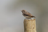 Image. Rotkehl-Wendehals
