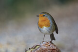 Image. Rotkehlchen