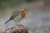 Image. Rotkehlchen