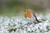 Image. Rotkehlchen