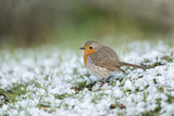Image. Rotkehlchen